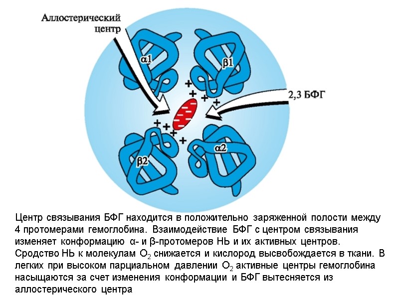 Центр связывания БФГ находится в положительно заряженной полости между 4 протомерами гемоглобина. Взаимодействие БФГ